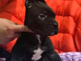 cane corso büyük kafa yavrular