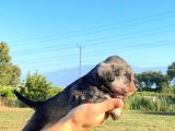 ÜST DÜZEY MİNYATÜR SCHNAUZER BEBEKLER
