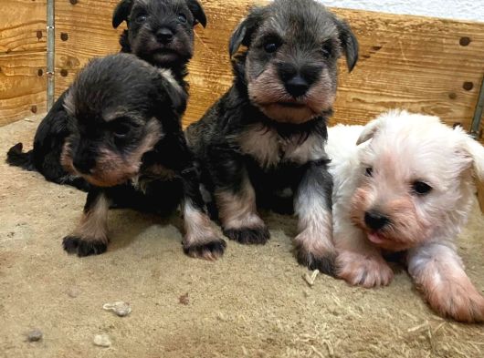 Üst Düzey Mi̇nyatür Schnauzer Bebekler görsel