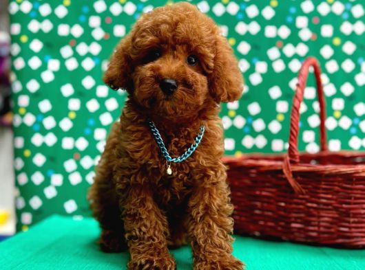 Orji̇nal Toy Poodle Yavrular Sağlik Garanti̇li̇