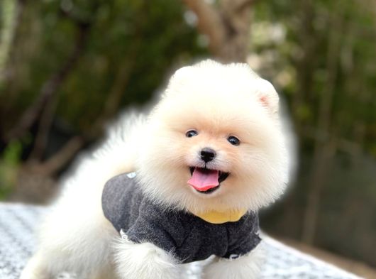 Orji̇nal Pomerani̇an Boo Çocuklar görsel