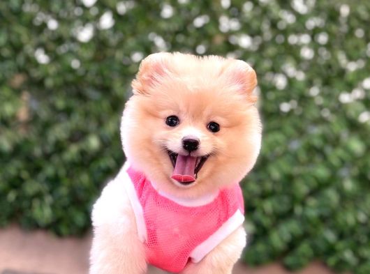 Orji̇nal Pomerani̇an Boo Çocuklar görsel