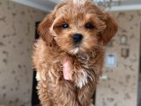 Babyface Kutburun Erkek Maltipoo