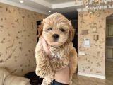 Babyface Kutburun Erkek Maltipoo