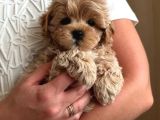 Babyface Kutburun Erkek Maltipoo