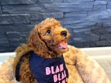 Red Brown Poodle Yavrular 1Dişi 1 erkek