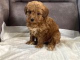 mİNİ BOY MALTİPOO OĞLUMUZ