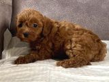 MİNİ BOY MALTIPOO KIZIMIZ