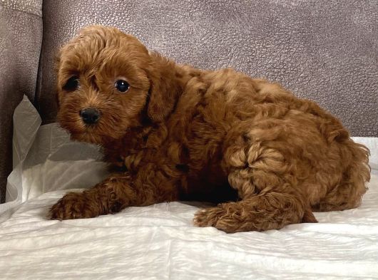 Mi̇ni̇ Boy Maltipoo Kizimiz