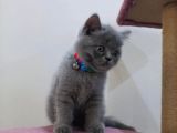 Tatlimi Tatli Top Kafa Bri̇ti̇sh Yavrularimiz Uyguna Veri̇lecek