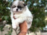 Çok Üst Kalite Pomeranian Boo Yavrular