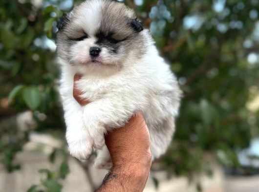 Çok Üst Kalite Pomeranian Boo Yavrular görsel
