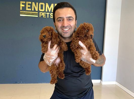 Renk Renk Orji̇nal Toy Poodle Yavrularimiz Güncel Ankara görsel