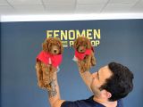 Renk Renk Orji̇nal Toy Poodle Yavrularimiz Güncel Ankara