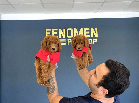 Renk Renk Orji̇nal Toy Poodle Yavrularimiz Güncel Ankara görsel