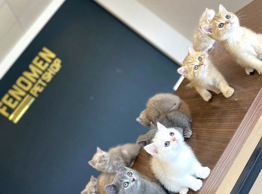 Kedi̇ci̇den Renk Renk British Shorthair Yavrulari Ankara görsel