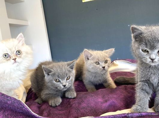 Kedi̇ci̇den Renk Renk British Shorthair Yavrulari Ankara görsel