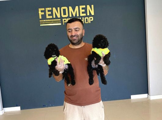 Renk Renk Orji̇nal Toy Poodle Yavrularimiz Güncel Ankara görsel