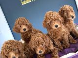 Renk Renk Orji̇nal Toy Poodle Yavrularimiz Güncel Ankara