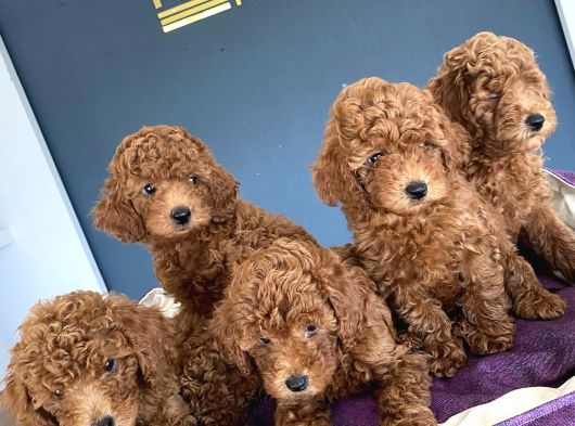 Renk Renk Orji̇nal Toy Poodle Yavrularimiz Güncel Ankara görsel