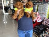 Renk Renk Orji̇nal Toy Poodle Yavrularimiz Güncel Ankara