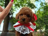 Toy poodle yavrularımjz gelmiştir