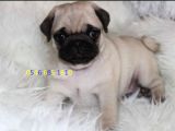 Pug Yavrulari Ankara