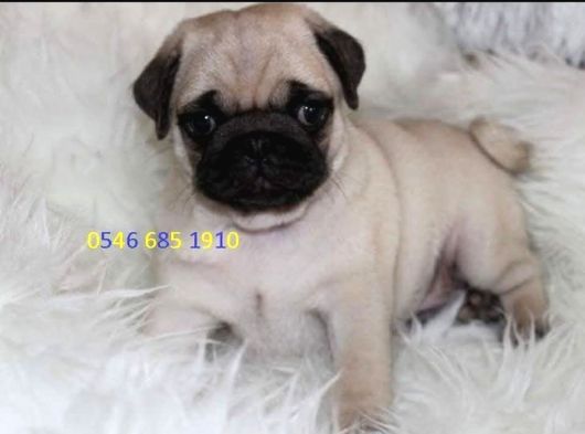Pug Yavrulari Ankara görsel
