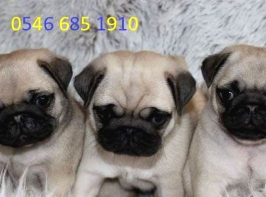 Pug Yavrulari Ankara