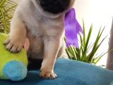 Pug Yavrulari Ankara