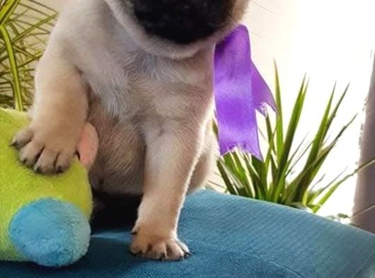 Pug Yavrulari Ankara görsel
