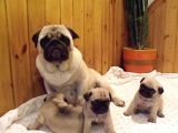 Pug Yavrulari Ankara