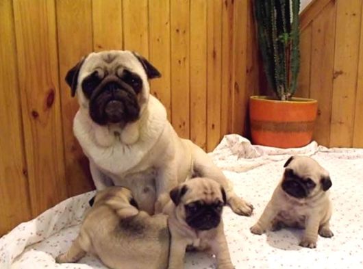 Pug Yavrulari Ankara görsel