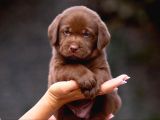 En Güzel Labrador Retri̇ever Yavrulari İstanbul