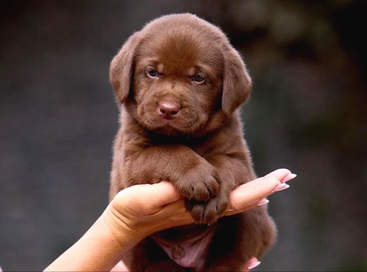 En Güzel Labrador Retri̇ever Yavrulari İstanbul görsel