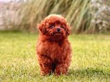 Türki̇yeni̇n En Özel Poodle Yavrulari Si̇zleri̇ Bekli̇yor