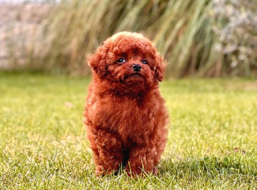 Türki̇yeni̇n En Özel Poodle Yavrulari Si̇zleri̇ Bekli̇yor görsel