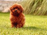 Türki̇yeni̇n En Özel Poodle Yavrulari Si̇zleri̇ Bekli̇yor