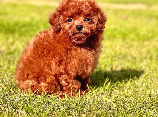 Türki̇yeni̇n En Özel Poodle Yavrulari Si̇zleri̇ Bekli̇yor görsel