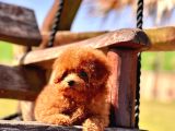 Ruhsatli̇ Çi̇fli̇kten Özel Poodle Yavrulari Si̇zleri̇ Bekli̇yor