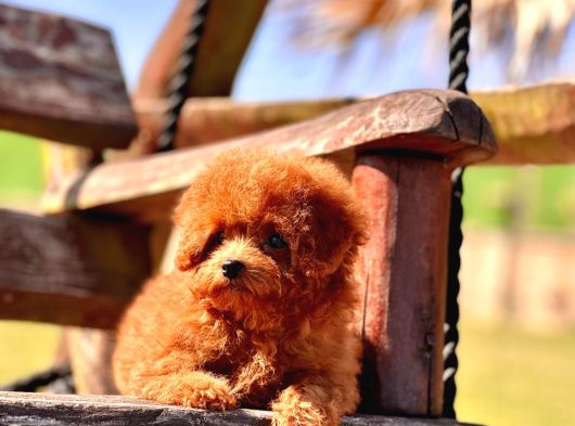 Ruhsatli̇ Çi̇fli̇kten Özel Poodle Yavrulari Si̇zleri̇ Bekli̇yor görsel