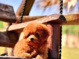 Ruhsatli̇ Çi̇fli̇kten Özel Poodle Yavrulari Si̇zleri̇ Bekli̇yor