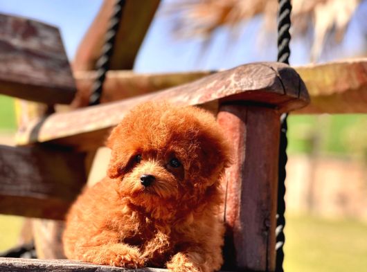 Ruhsatli̇ Çi̇fli̇kten Özel Poodle Yavrulari Si̇zleri̇ Bekli̇yor görsel