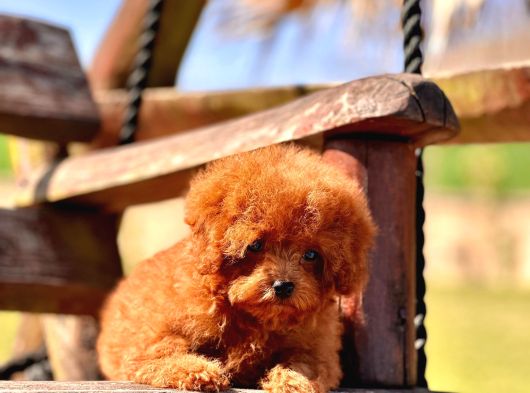 Ruhsatli̇ Çi̇fli̇kten Özel Poodle Yavrulari Si̇zleri̇ Bekli̇yor