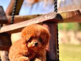 Ruhsatli̇ Çi̇fli̇kten Özel Poodle Yavrulari Si̇zleri̇ Bekli̇yor