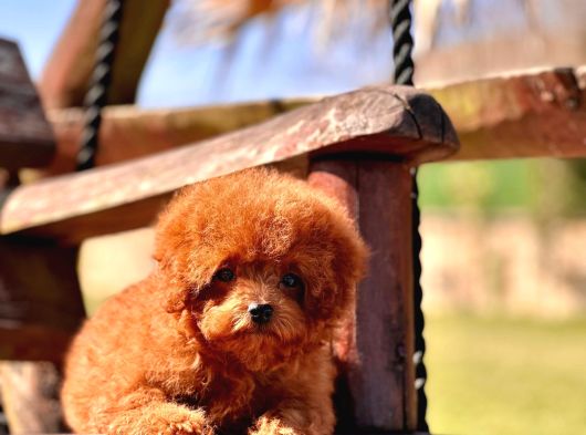 Ruhsatli̇ Çi̇fli̇kten Özel Poodle Yavrulari Si̇zleri̇ Bekli̇yor görsel