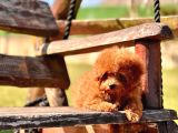 Ruhsatli̇ Çi̇fli̇kten Özel Poodle Yavrulari
