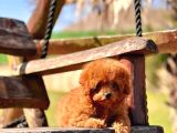 Ruhsatli̇ Çi̇fli̇kten Özel Poodle Yavrulari