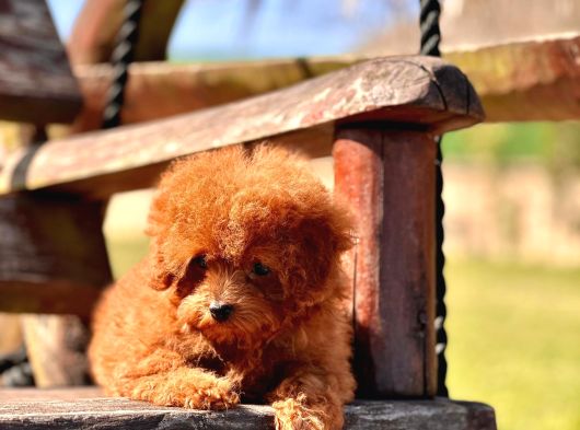 Ruhsatli̇ Çi̇fli̇kten Özel Poodle Yavrulari görsel