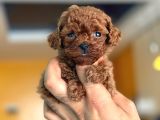 Teacup Korea Orji̇nal Kg Garanti̇li̇ Bebekler